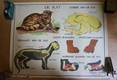 schoolkaart, kat, aap, dubbelzijdige, rossignol, uitgeverij, Made, in, france, monkey, cat